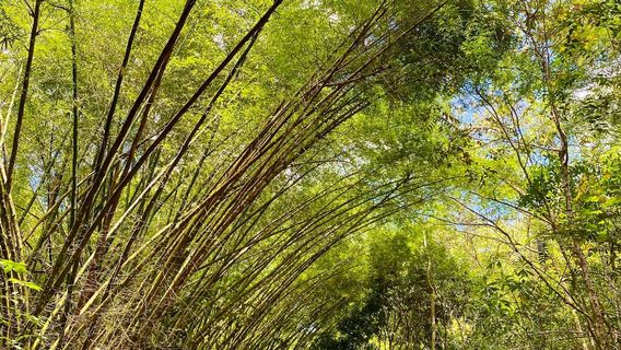 Parque municipal de Maceio