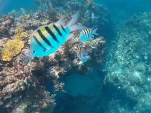 DIVE ABACO! (Since 1978)