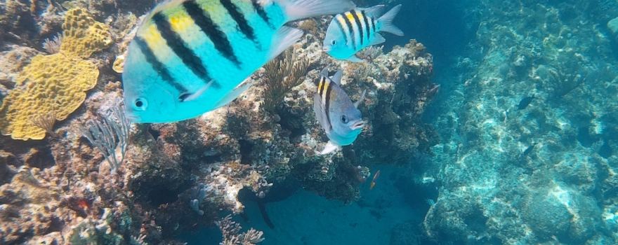 DIVE ABACO! (Since 1978)