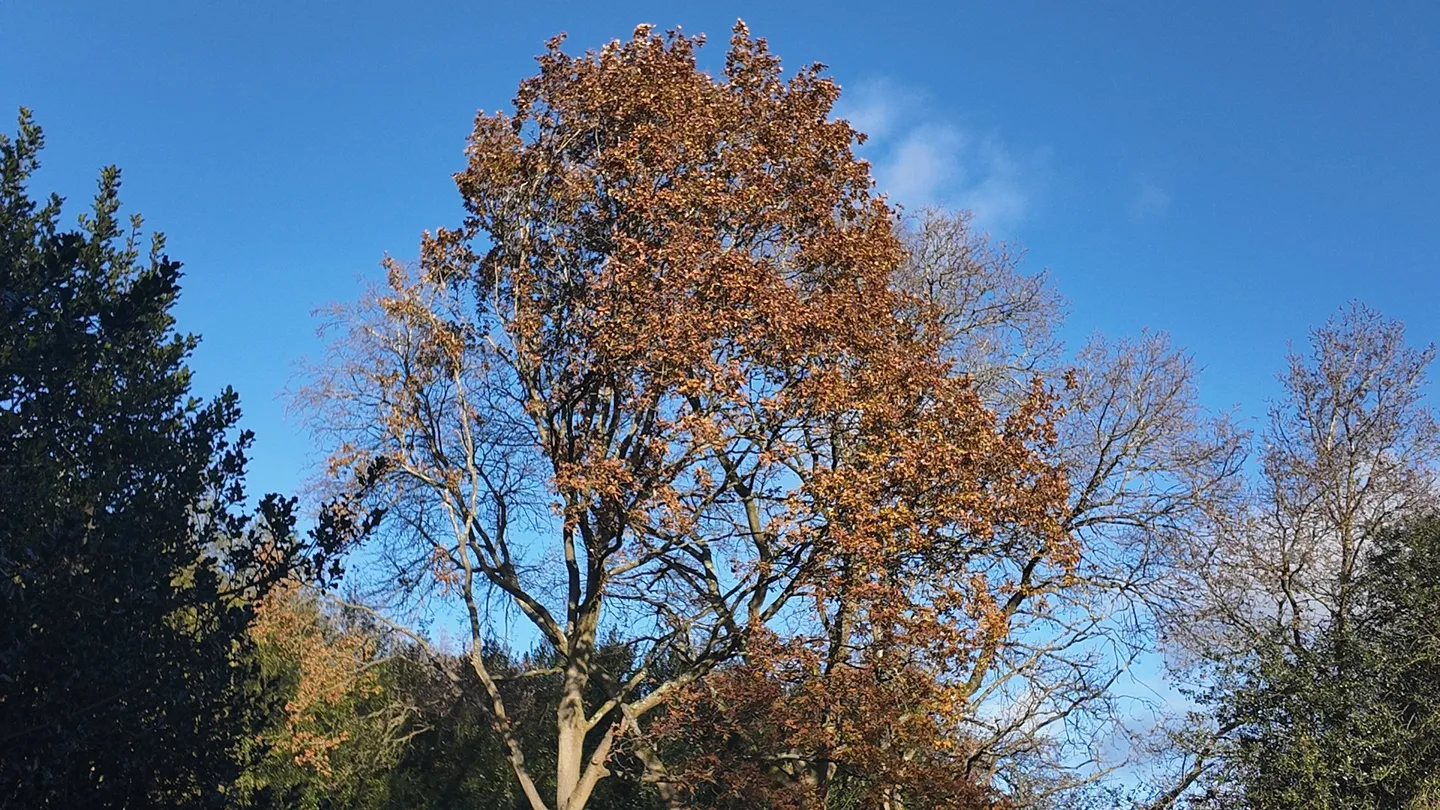 3_Sutton Park National Nature Reserve