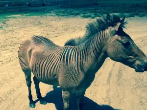Sharkarosa Zoo