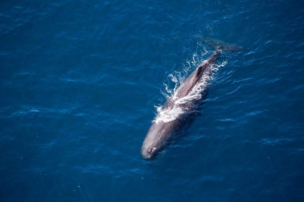 Wings Over Whales | Kaikoura Whale Watching