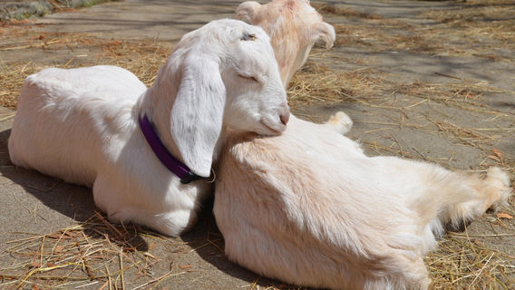 Tiger Lily Farm Equestrian Centre