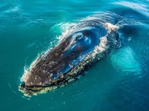 Ocean Eco Adventures