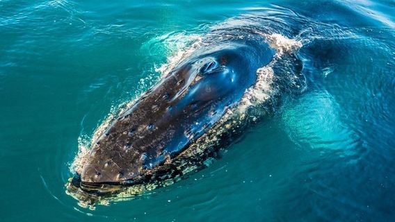 Ocean Eco Adventures