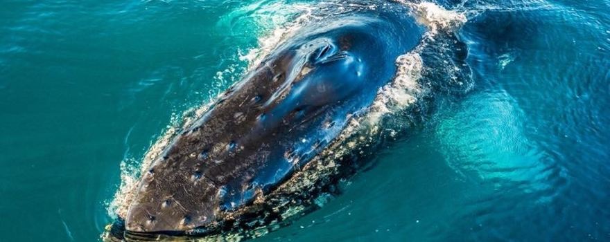 Ocean Eco Adventures
