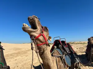 Oakfield Ranch Camel Rides