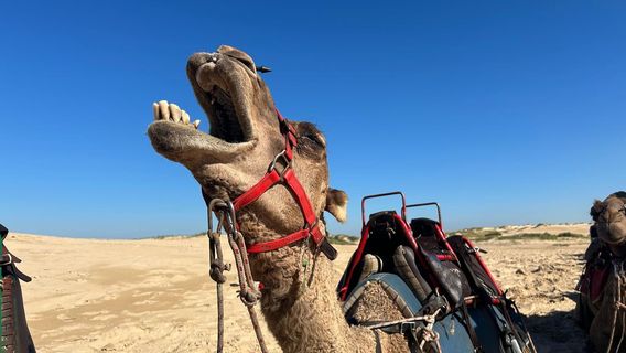 Oakfield Ranch Camel Rides