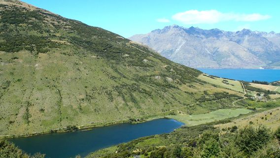 Mt Crichton Loop Track