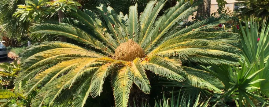Ein Gedi Botanical Garden