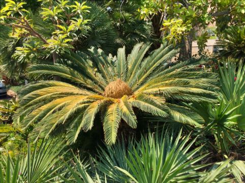 Ein Gedi Botanical Garden