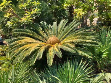 Ein Gedi Botanical Garden