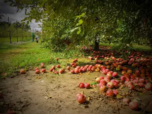 Johnston Fruit Farms