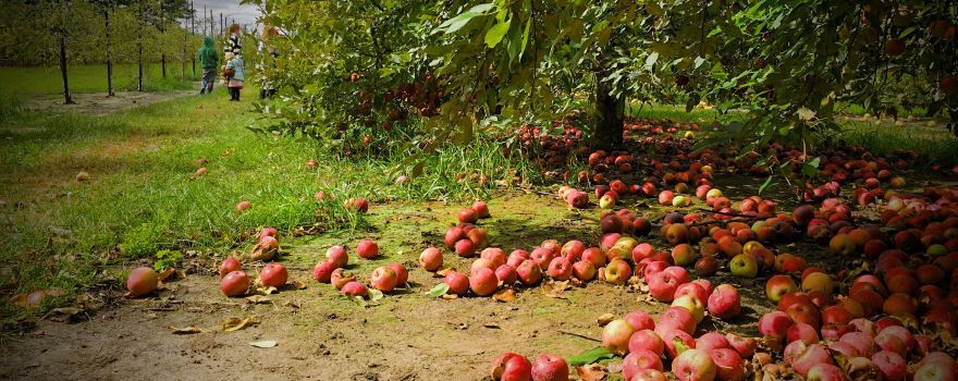 Johnston Fruit Farms