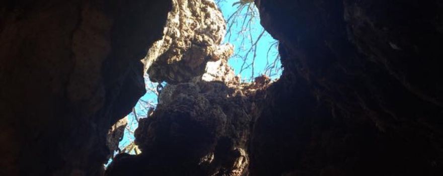 Bowthorpe Oak