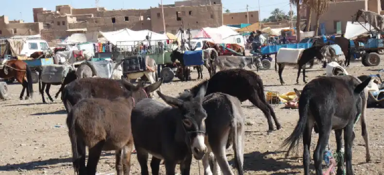 فنادق في الرشيدية