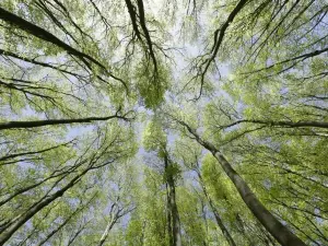 Yavoriv National Park