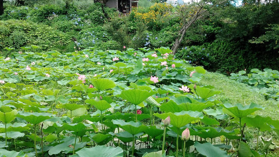 Kumanosan Tosen Temple