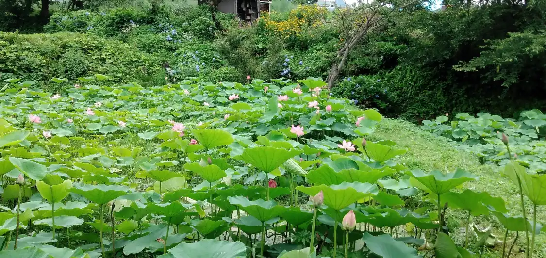 稲泉寺附近的飯店