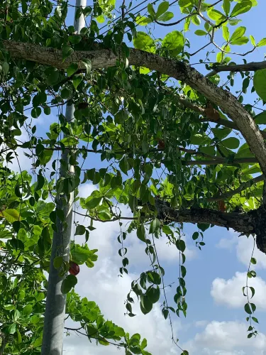 Guyana National Park
