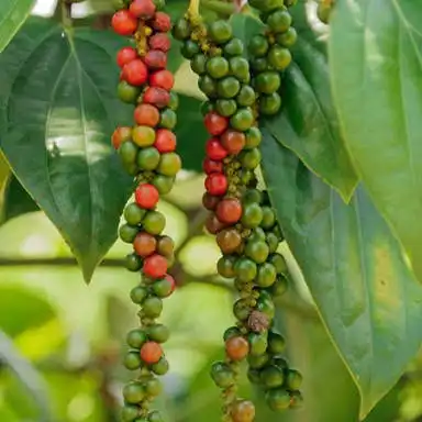 Hotels near Banasura Spices Garden