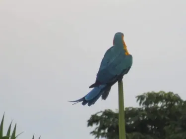 Mayaro-Rio Claro