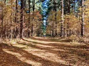 Maumee State Forest