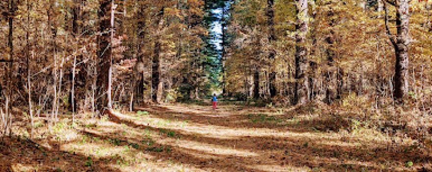 Maumee State Forest