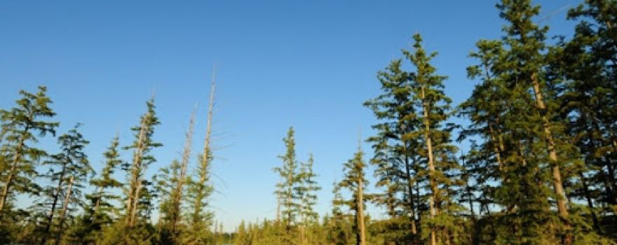 Hovey Lake Fish and Wildlife Area