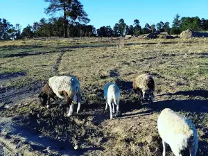 Granja El Potrero