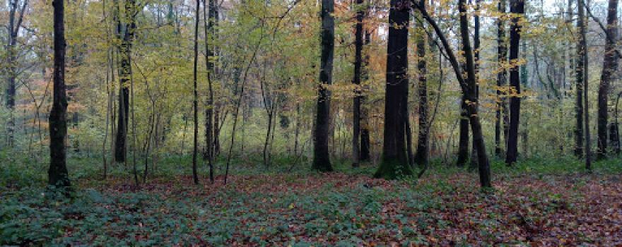 Bois du Coudray