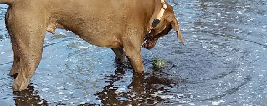 Bassett Creek Dog Park
