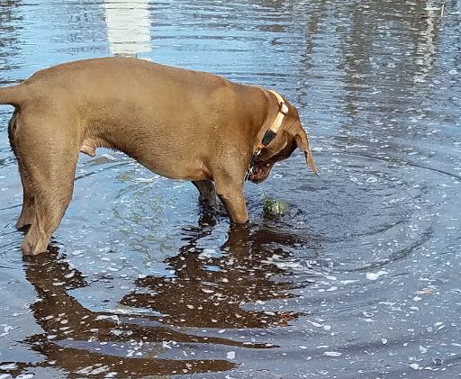 Bassett Creek Dog Park