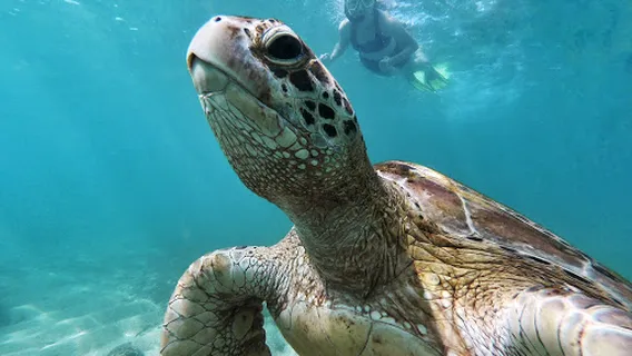 Paradise Diving mirissa