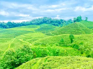 Panitar Tea Estate Ilam