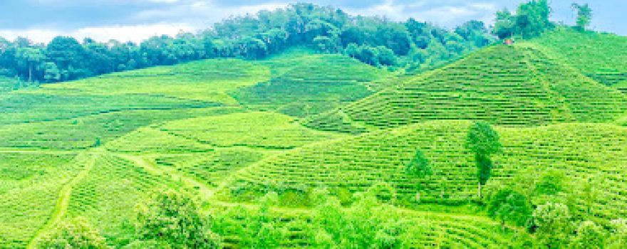 Panitar Tea Estate Ilam