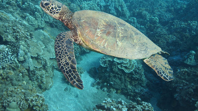 Maui Pacific Divers & Private Charters