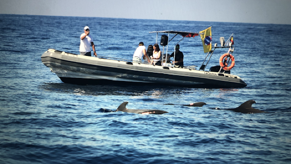 Biosean - Whale watching & marine science