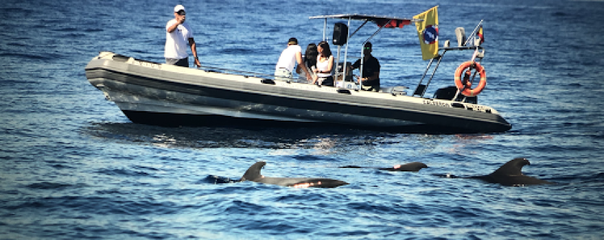 Biosean - Whale watching & marine science