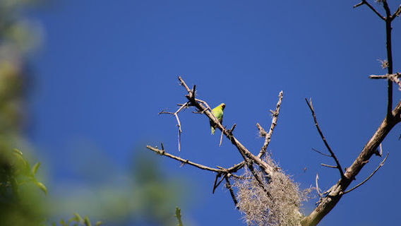 Reserva Los tananeos