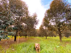 Srichan Lava Durian Garden