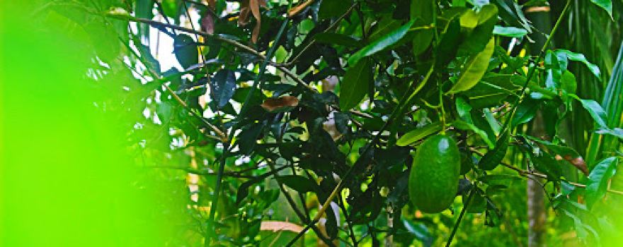 Idris Lemon Garden