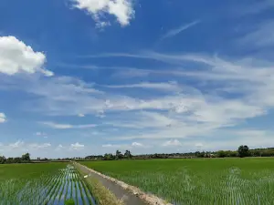 Sekinchan Coconut Farm