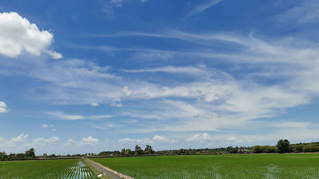 Sekinchan Coconut Farm