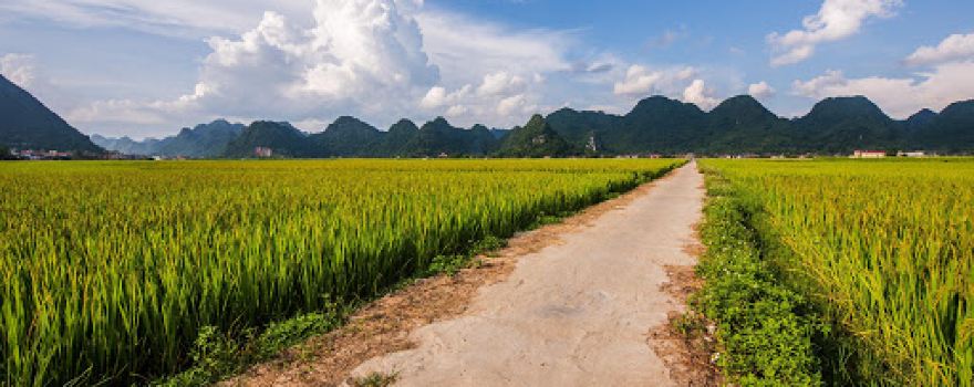 Bac Son Flower Valley