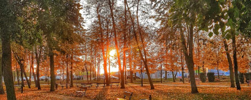 Park Miejski