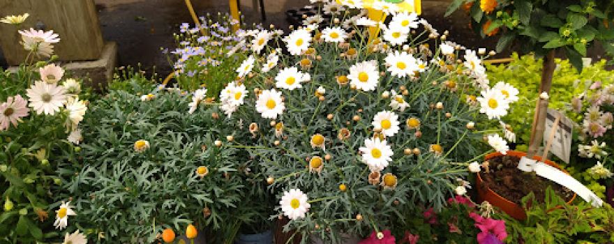 Jardinerie Lagadec