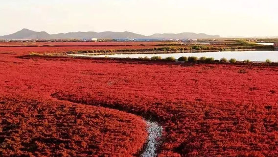 Zhuanghe Red Beach