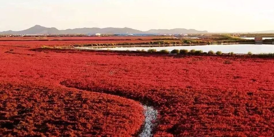 Zhuanghe Red Beach