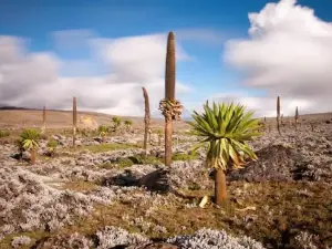 Parco Nazionale delle Montagne Bale